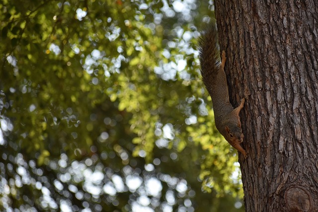 行為置之不 行為置之不