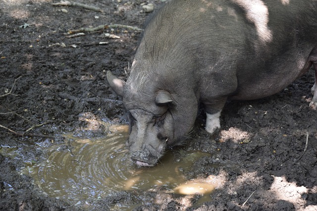 热火显得应 热火显得应